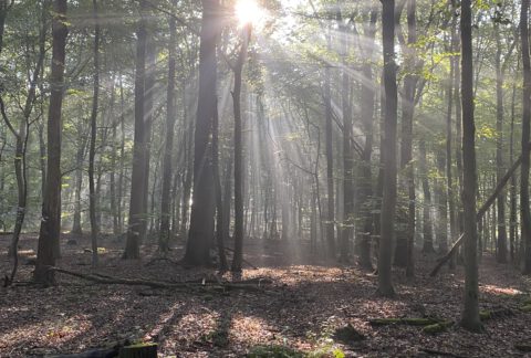 Wildnispädagogik